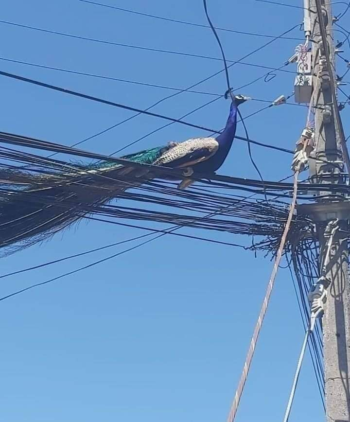 The meme is a picture of a peacock perched on a power line, surrounded by tangled electrical wires. The peacock is looking directly at the camera with a smug expression, as if it's in charge of the situation. The caption "I'm not arguing, I'm just explaining why I'm right" is often used in humorous situations where someone is being stubborn or argumentative.